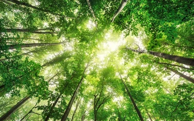 Apostar por los árboles para sobrevivir al cambio climático.