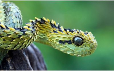 ANIMALES MÁS EXTRAÑOS DEL MUNDO.