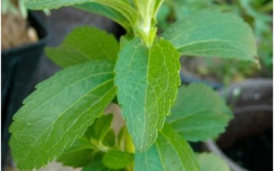 LOS DULCES BENEFICIOS DE LA STEVIA