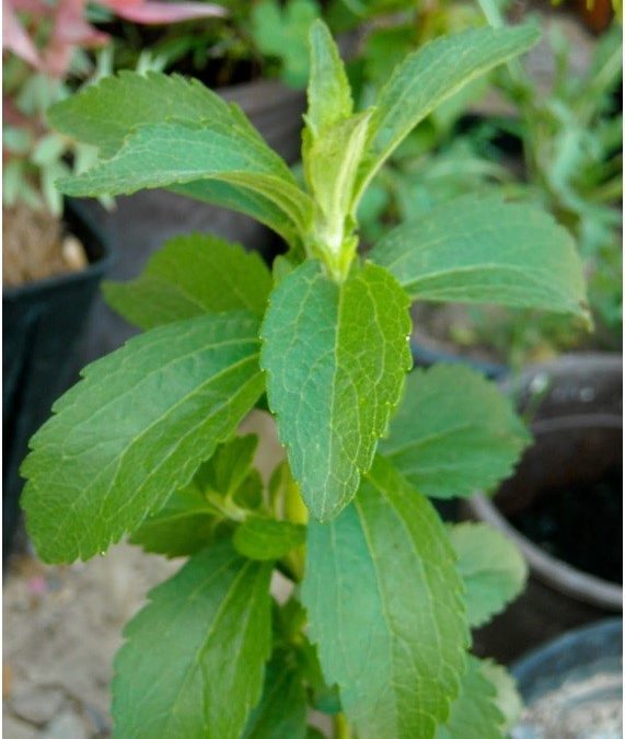 LOS DULCES BENEFICIOS DE LA STEVIA