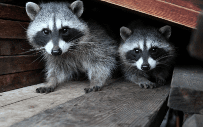 ANIMALES VISTOSOS Y PELIGROSOS