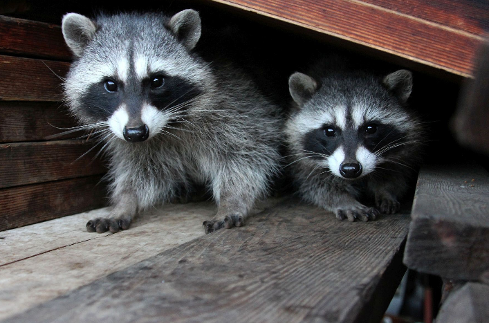 ANIMALES VISTOSOS Y PELIGROSOS