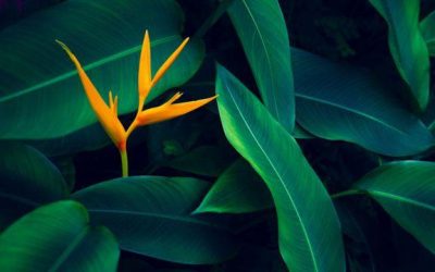 DATOS INCREÍBLES DE LAS PLANTAS QUE QUIZÁ NO SABÍAS