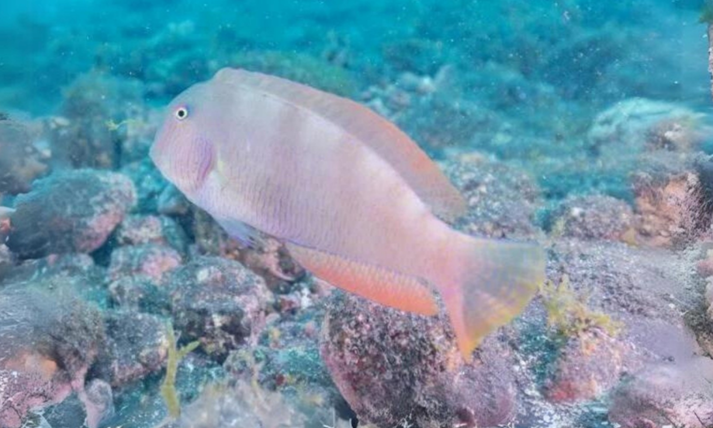 RAOR: DESCIFRADO SU CÓDIGO GENÉTICO