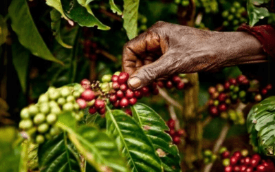 CAFÉ: INJUSTO SOCIALMENTE Y CON EL MEDIO AMBIENTE