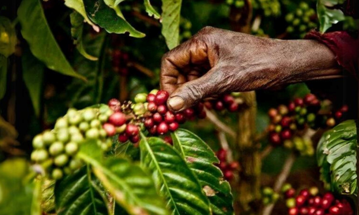 CAFÉ: INJUSTO SOCIALMENTE Y CON EL MEDIO AMBIENTE