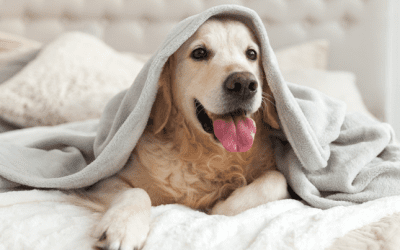 IDEAS PARA MANTENER A TU MASCOTA ENTRETENIDA Y CÓMODA