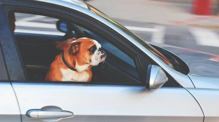 ASÍ AUMENTAS LA SEGURIDAD DE TU MASCOTA EN EL COCHE