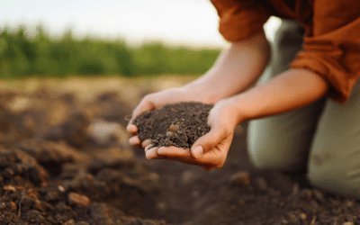 EL PAPEL DE LOS FERTILIZANTES NATURALES CONTRA EL CAMBIO CLIMÁTICO
