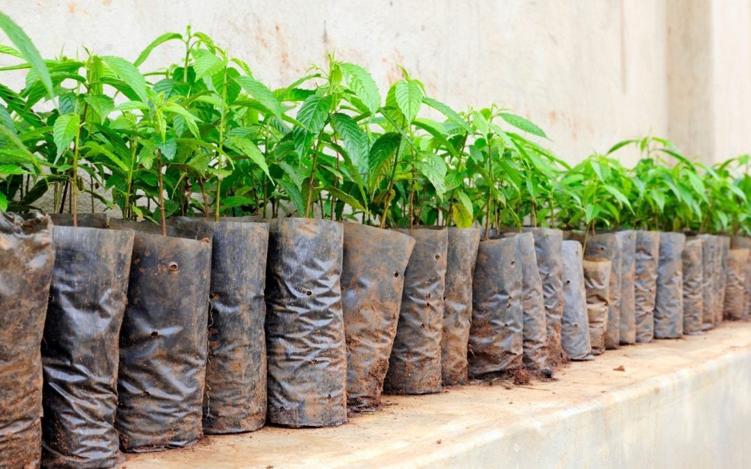 INICIATIVA GLOBAL DE REFORESTACIÓN.