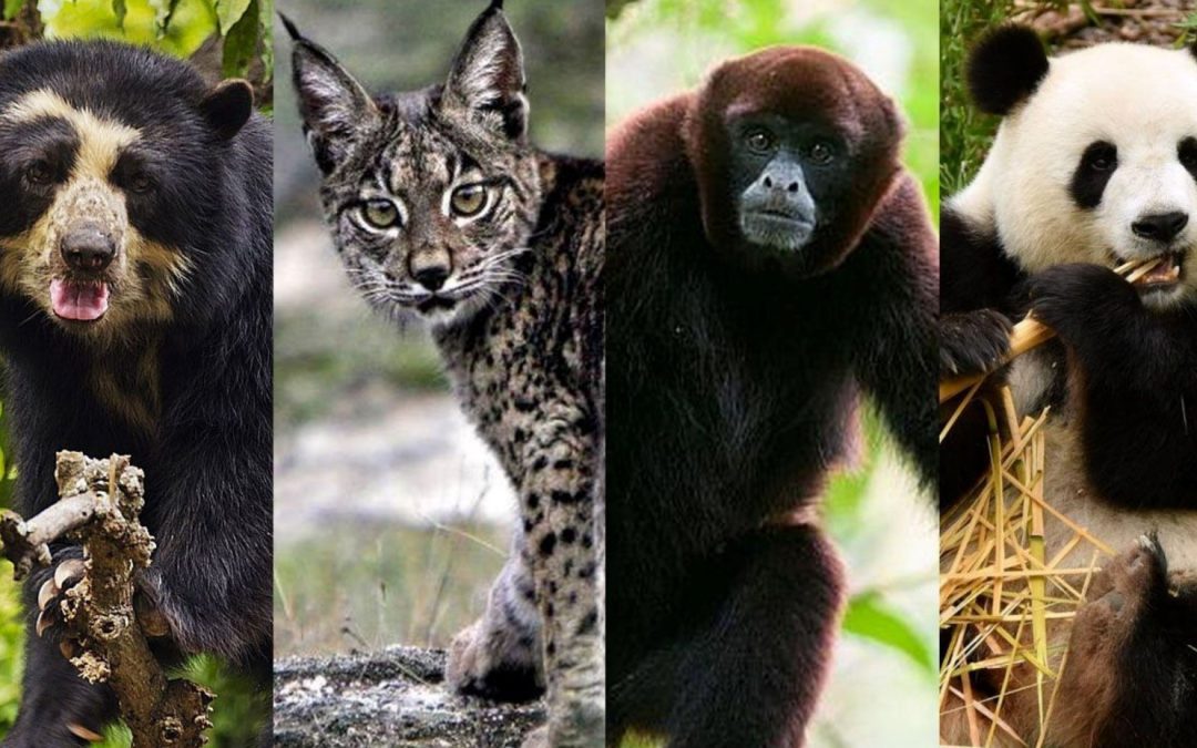 REPOBLACIÓN DE ESPECIES AMENAZADAS.