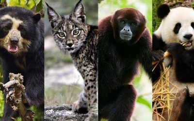 REPOBLACIÓN DE ESPECIES AMENAZADAS.