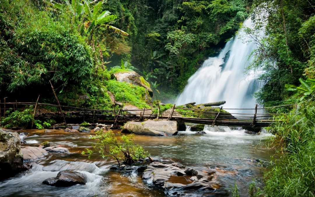 CONSERVACIÓN DE BOSQUES TROPICALES.