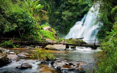 CONSERVACIÓN DE BOSQUES TROPICALES.