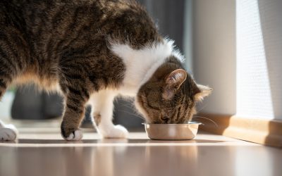 BENEFICIOS DE UNA DIETA SALUDABLE PARA LAS MASCOTAS