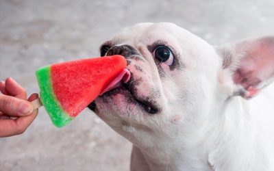 Snacks Veraniegos para Mascotas