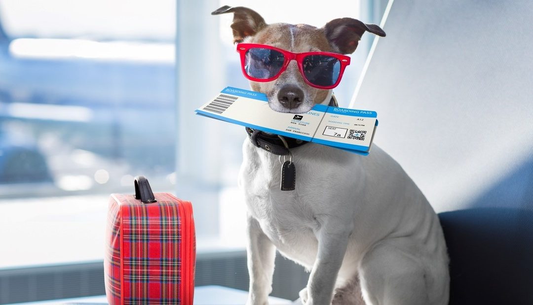 Viajar con mascotas