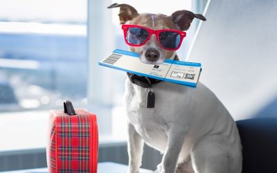 Viajar con mascotas