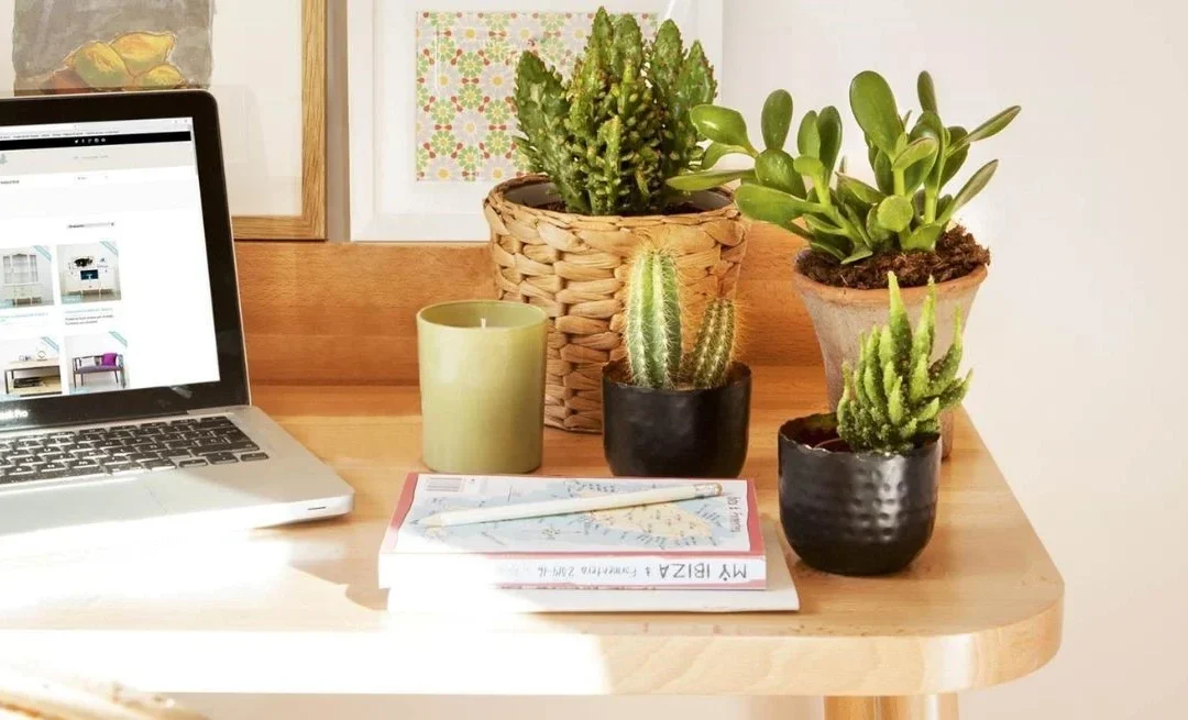Las mejores plantas para tener en escritorios y áreas de estudio.