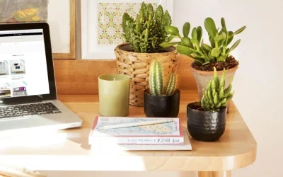 Las mejores plantas para tener en escritorios y áreas de estudio.
