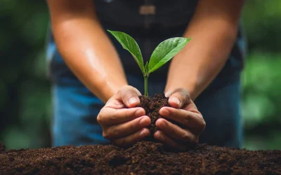 IMPORTANCIA DE PLANTAR ÁRBOLES EN ÉPOCAS DE SEQUÍA