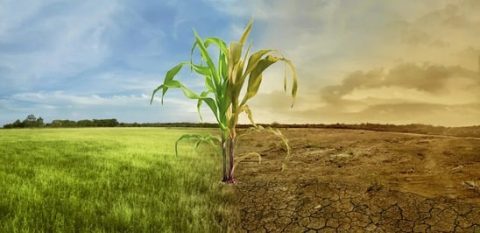EL IMPACTO DEL CAMBIO CLIMÁTICO EN LA AGRICULTURA - Revista Ecología y ...