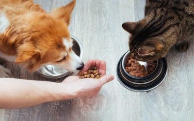 NUTRICIÓN ESTACIONAL PARA MASCOTAS: Adaptando la Dieta a las Cambios del Clima