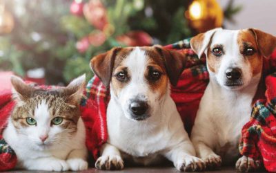La Seguridad de Nuestras Mascotas en Fiestas