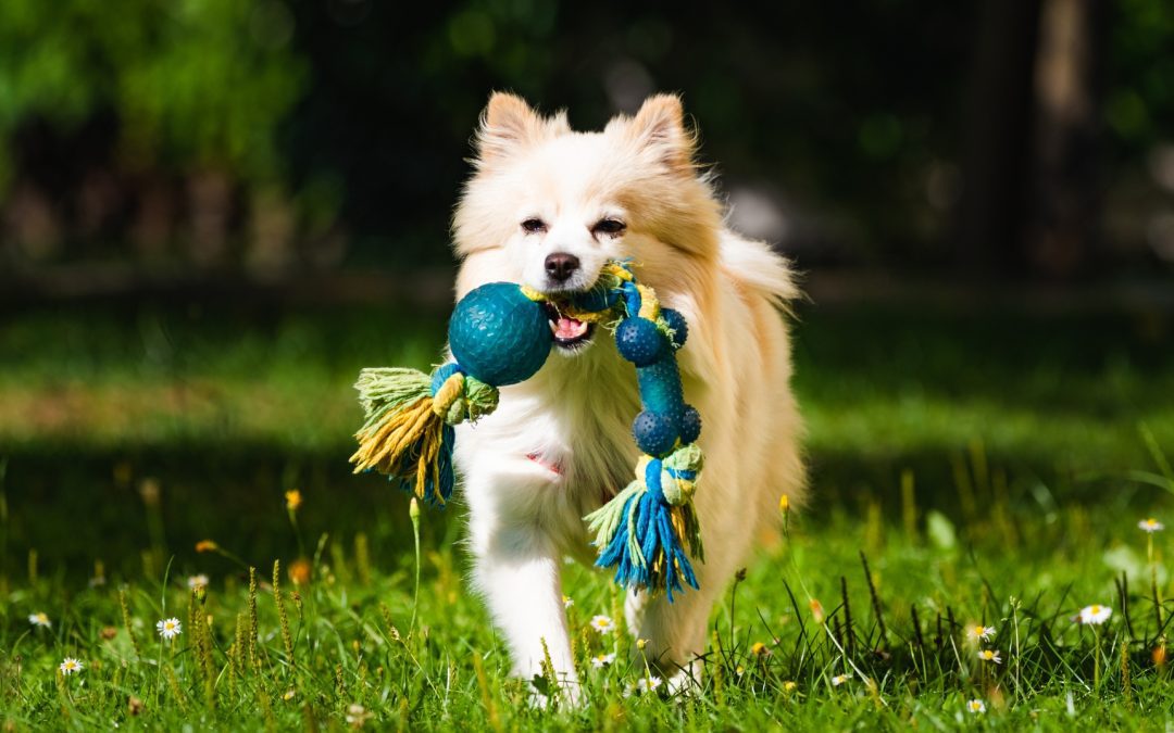 Actividades al aire libre para disfrutar con tus mascotas