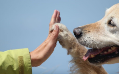 TERAPIAS ASISTIDAS CON ANIMALES