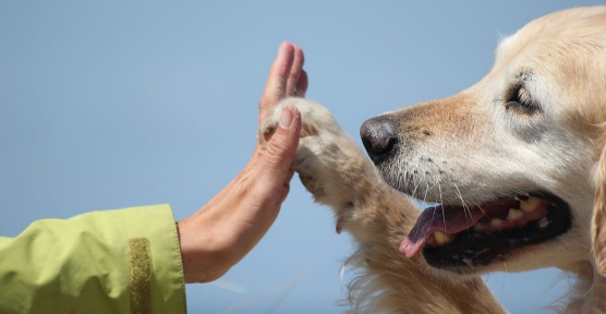 TERAPIAS ASISTIDAS CON ANIMALES