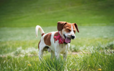 Cómo evitar alergias en perros y gatos