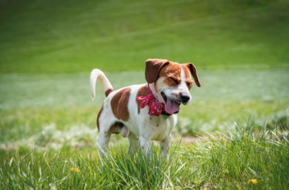 Cómo evitar alergias en perros y gatos