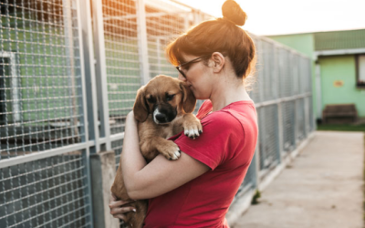 La adopción responsable