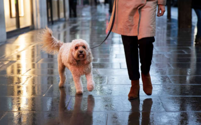 Cómo proteger a tu mascota durante tormentas y lluvias intensas