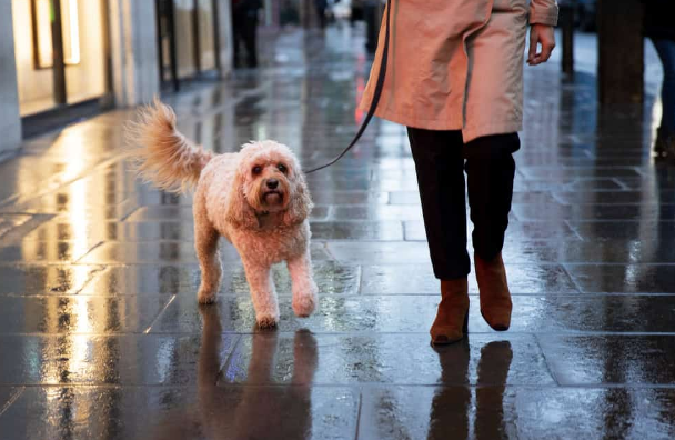 Cómo proteger a tu mascota durante tormentas y lluvias intensas