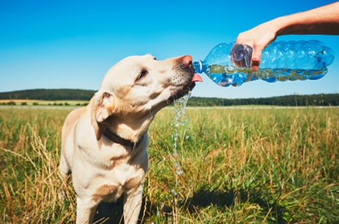 Cómo identificar un golpe de calor en tu mascota y actuar a tiempo