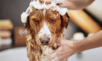 Consejos para protegerlas de pulgas y garrapatas en época húmeda.