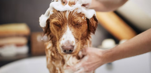 Consejos para protegerlas de pulgas y garrapatas en época húmeda.