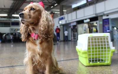 Transporte sostenible con mascotas.