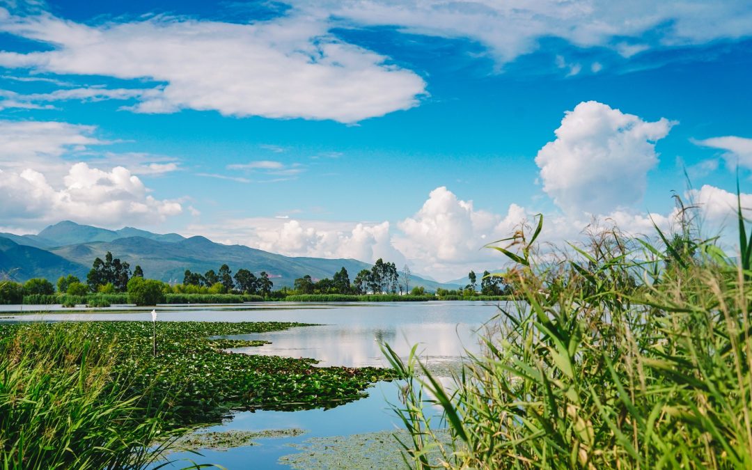 Humedales como defensas naturales contra inundaciones