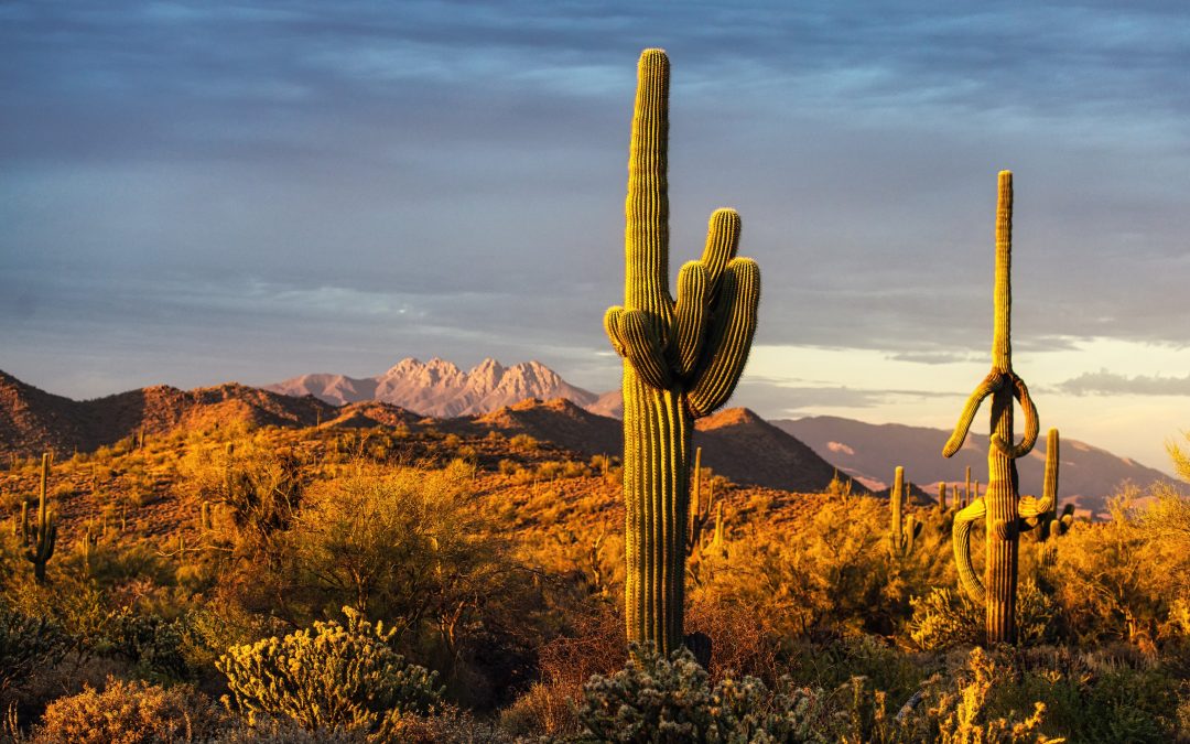 El desierto como ecosistema vivo