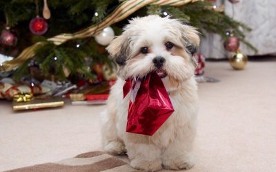 Ideas de regalos sostenibles para peludos