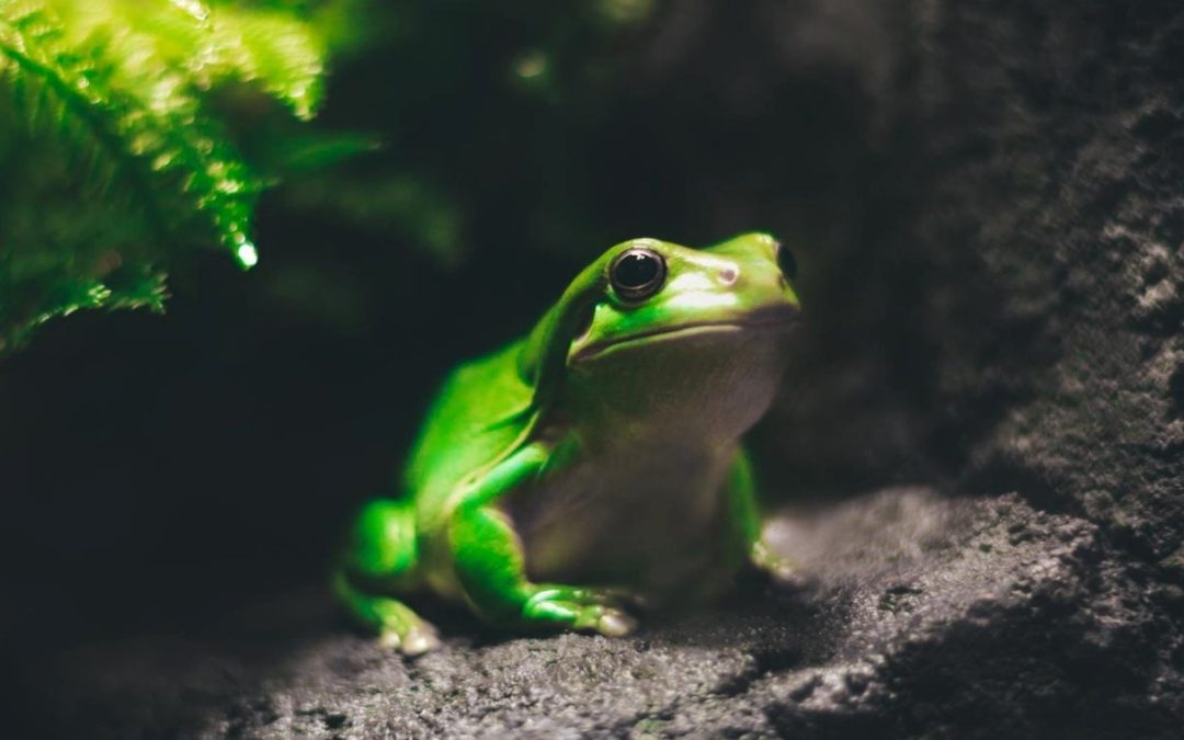 27 DE ABRIL, DÍA INTERNACIONAL PARA LA CONSERVACIÓN DE LOS ANFIBIOS