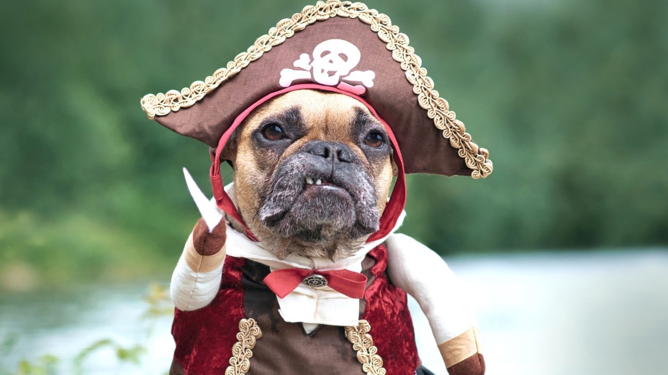 DIFRAZAR TU MASCOTA EN CARNAVAL